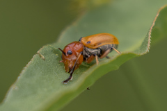 Antipus rufus