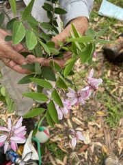 Indigofera decora