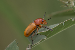 Antipus rufus