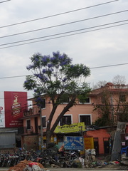 Jacaranda mimosifolia