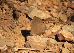 Surendra quercetorum