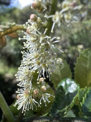 Weinmannia pubescens