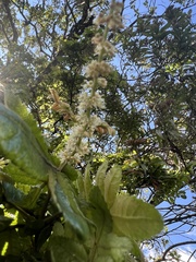 Weinmannia pubescens