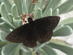 Ephyriades