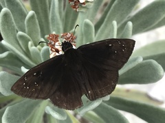 Ephyriades