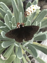 Ephyriades