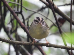 Basileuterus melanotis