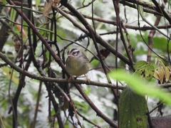 Basileuterus melanotis