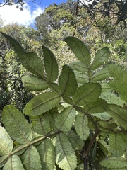 Weinmannia pubescens