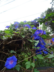 Ipomoea indica