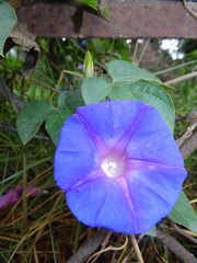 Ipomoea indica