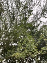 Parkinsonia texana macra