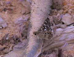 Spialia galba