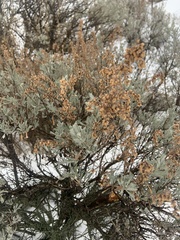 Artemisia tridentata