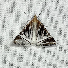 Phrataria replicataria
