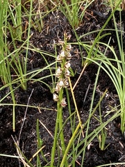 Prasophyllum australe