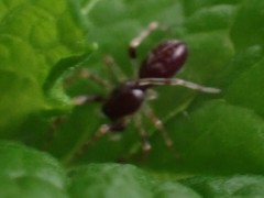 Battalus