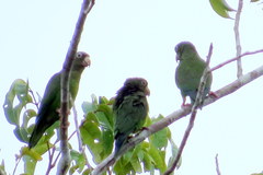 Brotogeris chrysoptera