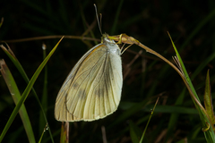 Pieris rapae crucivora
