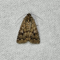 Condicinae