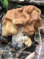 Gyromitra korfii