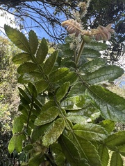 Weinmannia pubescens