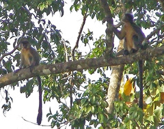 Trachypithecus pileatus