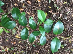 Eugenia reinwardtiana