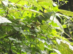 Basileuterus melanotis