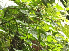Basileuterus melanotis