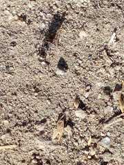 Liometopum apiculatum