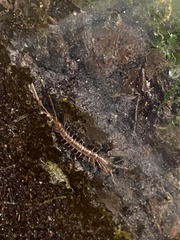 Lithobius