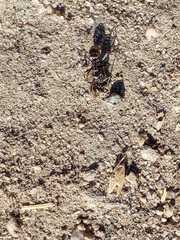 Liometopum apiculatum