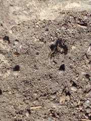 Liometopum apiculatum