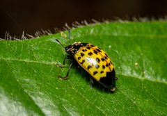 Iphiclus dorsalis