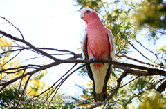 Eolophus roseicapilla