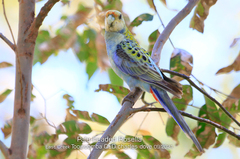Platycercus adscitus