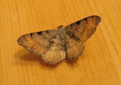 Macaria adonis