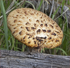 Polyporus mcmurphyi