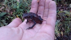 Rhinella macrorhina