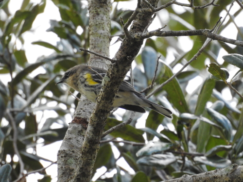 Setophaga coronata image