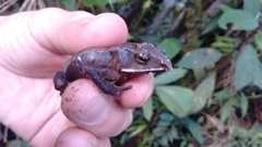 Rhinella macrorhina