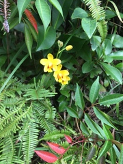 Spathoglottis pubescens