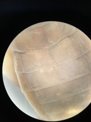 Eremobates woodruffi