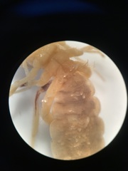 Eremobates woodruffi