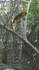 Icterus cucullatus