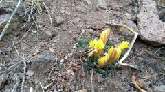 Mammillaria longimamma