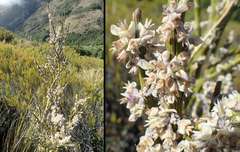 Carmichaelia crassicaulis