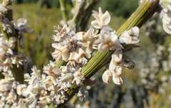 Carmichaelia crassicaulis