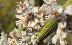 Carmichaelia crassicaulis